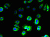 Immunofluorescent analysis of MCF-7 cells using CSB-PA674326LA01HU at dilution of 1:100 and Alexa Fluor 488-congugated AffiniPure Goat Anti-Rabbit IgG (H+L)