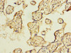 Immunohistochemistry of paraffin-embedded human placenta tissue using CSB-PA681508LA01HU at dilution of 1:100