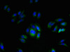 Immunofluorescent analysis of HepG2 cells using CSB-PA708482LA01HU at dilution of 1:100 and Alexa Fluor 488-congugated AffiniPure Goat Anti-Rabbit IgG (H+L)