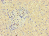 Immunohistochemistry of paraffin-embedded human liver tissue using CSB-PA715010LA01HU at dilution of 1:100