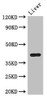 Western Blot<br />
 Positive WB detected in: Mouse liver tissue<br />
 All lanes: Adh7 antibody at 3.5µg/ml<br />
 Secondary<br />
 Goat polyclonal to rabbit IgG at 1/50000 dilution<br />
 Predicted band size: 40 kDa<br />
 Observed band size: 40 kDa<br />