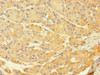 Immunohistochemistry of paraffin-embedded human pancreatic tissue using CSB-PA719466LA01HU at dilution of 1:100