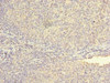 Immunohistochemistry of paraffin-embedded human tonsil tissue using CSB-PA726124LA01HU at dilution of 1:100