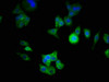 Immunofluorescence staining of HepG2 cells with CSB-PA734569LA01HU at 1:333, counter-stained with DAPI. The cells were fixed in 4% formaldehyde, permeabilized using 0.2% Triton X-100 and blocked in 10% normal Goat Serum. The cells were then incubated with the antibody overnight at 4°C. The secondary antibody was Alexa Fluor 488-congugated AffiniPure Goat Anti-Rabbit IgG (H+L) .