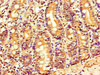 Immunohistochemistry of paraffin-embedded human small intestine tissue using CSB-PA740923LA01HU at dilution of 1:100