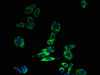Immunofluorescent analysis of HepG2 cells using CSB-PA744010LA01HU at dilution of 1:100 and Alexa Fluor 488-congugated AffiniPure Goat Anti-Rabbit IgG (H+L)