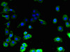Immunofluorescent analysis of A431 cells using CSB-PA757637LA01HU at dilution of 1:100 and Alexa Fluor 488-congugated AffiniPure Goat Anti-Rabbit IgG (H+L)