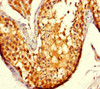 Immunohistochemistry of paraffin-embedded human testis tissue using CSB-PA761222LA01MO at dilution of 1:100