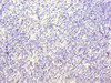 Immunohistochemistry of paraffin-embedded human thymus tissue using CSB-PA764808LA01HU at dilution of 1:100