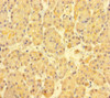 Immunohistochemistry of paraffin-embedded human pancreatic tissue using CSB-PA772035LA01HU at dilution of 1:100