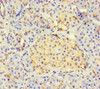 Immunohistochemistry of paraffin-embedded human pancreatic tissue using CSB-PA773017LA01HU at dilution of 1:100 Immunohistochemistry of paraffin-embedded human pancreatic tissue using CSB-PA773017LA01HU at dilution of 1:100