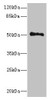 Western blot<br />
 All lanes: UNC93A antibody at 14µg/ml + Hela whole cell lysate<br />
 Secondary<br />
 Goat polyclonal to rabbit IgG at 1/10000 dilution<br />
 Predicted band size: 51, 46 kDa<br />
 Observed band size: 51 kDa<br />