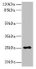 Western blot<br />
 All lanes: ARPIN antibody at 0.5µg/ml + HepG2 whole cell lysate<br />
 Secondary<br />
 Goat polyclonal to rabbit IgG at 1/10000 dilution<br />
 Predicted band size: 25, 44 kDa<br />
 Observed band size: 25 kDa<br />