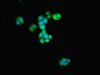 Immunofluorescence staining of PC-3 cells with CSB-PA774797LA01HU at 1:233, counter-stained with DAPI. The cells were fixed in 4% formaldehyde, permeabilized using 0.2% Triton X-100 and blocked in 10% normal Goat Serum. The cells were then incubated with the antibody overnight at 4°C. The secondary antibody was Alexa Fluor 488-congugated AffiniPure Goat Anti-Rabbit IgG (H+L) .