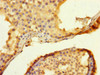 Immunohistochemistry of paraffin-embedded human testis tissue using CSB-PA801235LA01HU at dilution of 1:100