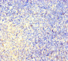 Immunohistochemistry of paraffin-embedded human pancreatic tissue using CSB-PA808540LA01HU at dilution of 1:100