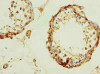 Immunohistochemistry of paraffin-embedded human testis tissue using CSB-PA811630LA01HU at dilution of 1:100