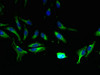 Immunofluorescent analysis of Hela cells using CSB-PA812864LA01HU at dilution of 1:100 and Alexa Fluor 488-congugated AffiniPure Goat Anti-Rabbit IgG (H+L)