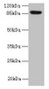 Western blot<br />
 All lanes: PASD1 antibody at 4µg/ml + A549 whole cell lysate<br />
 Secondary<br />
 Goat polyclonal to rabbit IgG at 1/10000 dilution<br />
 Predicted band size: 88, 73 kDa<br />
 Observed band size: 88 kDa<br />