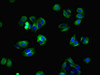 Immunofluorescent analysis of HepG2 cells using CSB-PA816894LA01HU at dilution of 1:100 and Alexa Fluor 488-congugated AffiniPure Goat Anti-Rabbit IgG (H+L)
