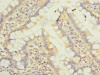 Immunohistochemistry of paraffin-embedded human small intestine tissue using CSB-PA816911LA01HU at dilution of 1:100