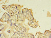 Immunohistochemistry of paraffin-embedded human placenta tissue using CSB-PA818236LA01HU at dilution of 1:100