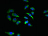 Immunofluorescent analysis of A549 cells using CSB-PA818240LA01HU at dilution of 1:100 and Alexa Fluor 488-congugated AffiniPure Goat Anti-Rabbit IgG (H+L)