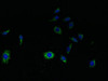 Immunofluorescent analysis of HepG2 cells using CSB-PA818698LA01HU at dilution of 1:100 and Alexa Fluor 488-congugated AffiniPure Goat Anti-Rabbit IgG (H+L)