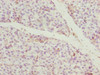 Immunohistochemistry of paraffin-embedded human pancreatic tissue using CSB-PA818737LA01HU at dilution of 1:100