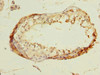Immunohistochemistry of paraffin-embedded human testis tissue using CSB-PA822784LA01HU at dilution of 1:100
