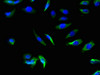 Immunofluorescence staining of A549 cells with CSB-PA823881LA01HU at 1:66, counter-stained with DAPI. The cells were fixed in 4% formaldehyde, permeabilized using 0.2% Triton X-100 and blocked in 10% normal Goat Serum. The cells were then incubated with the antibody overnight at 4°C. The secondary antibody was Alexa Fluor 488-congugated AffiniPure Goat Anti-Rabbit IgG (H+L) . Immunofluorescence staining of A549 cells with CSB-PA823881LA01HU at 1:66, counter-stained with DAPI. The cells were fixed in 4% formaldehyde, permeabilized using 0.2% Triton X-100 and blocked in 10% normal Goat Serum. The cells were then incubated with the antibody overnight at 4°C. The secondary antibody was Alexa Fluor 488-congugated AffiniPure Goat Anti-Rabbit IgG (H+L) .