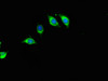 Immunofluorescent analysis of A549 cells using CSB-PA836167LA01HU at dilution of 1:100 and Alexa Fluor 488-congugated AffiniPure Goat Anti-Rabbit IgG (H+L)