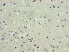 Immunohistochemistry of paraffin-embedded human brain tissue using CSB-PA836169LA01HU at dilution of 1:100