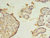 Immunohistochemistry of paraffin-embedded human placenta tissue using CSB-PA836202LA01HU at dilution of 1:100