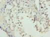 Immunohistochemistry of paraffin-embedded human testis tissue using CSB-PA836703LA01HU at dilution of 1:100