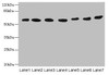 Western blot<br />
 All lanes: ATL2 antibody at 1µg/ml<br />
 Lane 1: HepG2 whole cell lysate<br />
 Lane 2: MCF-7 whole cell lysate<br />
 Lane 3: HL60 whole cell lysate<br />
 Lane 4: K562 whole cell lysate<br />
 Lane 5: U251 whole cell lysate<br />
 Lane 6: A549 whole cell lysate<br />
 Lane 7: A431 whole cell lysate<br />
 Secondary<br />
 Goat polyclonal to rabbit IgG at 1/10000 dilution<br />
 Predicted band size: 67, 47, 66, 65 kDa<br />
 Observed band size: 67 kDa<br /> Western blot<br />
 All lanes: ATL2 antibody at 1µg/ml<br />
 Lane 1: HepG2 whole cell lysate<br />
 Lane 2: MCF-7 whole cell lysate<br />
 Lane 3: HL60 whole cell lysate<br />
 Lane 4: K562 whole cell lysate<br />
 Lane 5: U251 whole cell lysate<br />
 Lane 6: A549 whole cell lysate<br />
 Lane 7: A431 whole cell lysate<br />
 Secondary<br />
 Goat polyclonal to rabbit IgG at 1/10000 dilution<br />
 Predicted band size: 67, 47, 66, 65 kDa<br />
 Observed band size: 67 kDa<br />