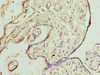 Immunohistochemistry of paraffin-embedded human placenta tissue using CSB-PA836779LA01HU at dilution of 1:100