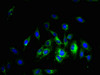 Immunofluorescent analysis of Hela cells using CSB-PA837853LA01HU at dilution of 1:100 and Alexa Fluor 488-congugated AffiniPure Goat Anti-Rabbit IgG (H+L)