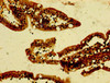 Immunohistochemistry of paraffin-embedded human small intestine tissue using CSB-PA837858LA01HU at dilution of 1:100
