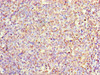 Immunohistochemistry of paraffin-embedded human tonsil tissue using CSB-PA837869HA01HU at dilution of 1:100