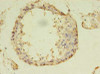 Immunohistochemistry of paraffin-embedded human testis tissue using CSB-PA837876LA01HU at dilution of 1:100