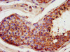 IHC image of CSB-PA839274LA01HU diluted at 1:400 and staining in paraffin-embedded human testis tissue performed on a Leica BondTM system. After dewaxing and hydration, antigen retrieval was mediated by high pressure in a citrate buffer (pH 6.0) . Section was blocked with 10% normal goat serum 30min at RT. Then primary antibody (1% BSA) was incubated at 4°C overnight. The primary is detected by a biotinylated secondary antibody and visualized using an HRP conjugated SP system.
