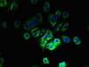 Immunofluorescent analysis of MCF-7 cells using CSB-PA839361LA01HU at dilution of 1:100 and Alexa Fluor 488-congugated AffiniPure Goat Anti-Rabbit IgG (H+L)