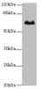 Western blot<br />
 All lanes: TBX15 antibody at 5µg/ml + Hela whole cell lysate<br />
 Secondary<br />
 Goat polyclonal to rabbit IgG at 1/10000 dilution<br />
 Predicted band size: 66, 55 kDa<br />
 Observed band size: 66 kDa<br />