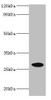 Western blot<br />
 All lanes: NMNAT3 antibody at 2µg/ml + Mouse brain tissue<br />
 Secondary<br />
 Goat polyclonal to rabbit IgG at 1/10000 dilution<br />
 Predicted band size: 29, 25, 19 kDa<br />
 Observed band size: 29 kDa<br />