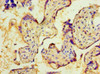 Immunohistochemistry of paraffin-embedded human placenta tissue using CSB-PA839418LA01HU at dilution of 1:100