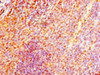 Immunohistochemistry of paraffin-embedded human tonsil tissue using CSB-PA839418LA01HU at dilution of 1:100