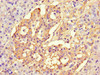 Immunohistochemistry of paraffin-embedded human pancreatic tissue using CSB-PA839803LA01HU at dilution of 1:100