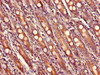 Immunohistochemistry of paraffin-embedded human small intestine tissue using CSB-PA839815LA01HU at dilution of 1:100