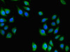 Immunofluorescent analysis of A549 cells using CSB-PA839815LA01HU at dilution of 1:100 and Alexa Fluor 488-congugated AffiniPure Goat Anti-Rabbit IgG (H+L)